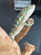 Load image into Gallery viewer, Ambilobe male: Flash x Rocky (R7)