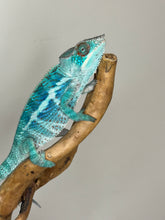 Load image into Gallery viewer, AMBANJA Panther Chameleon: (E21)