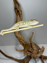 Load image into Gallery viewer, AMBILOBE FEMALE : đș (S6)
