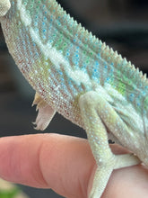 Load image into Gallery viewer, AMBILOBE Panther Chameleon: Frank x Sandy (J7)