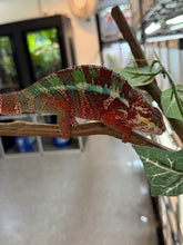 Load image into Gallery viewer, AMBILOBE Male Panther Chameleon: (E12)