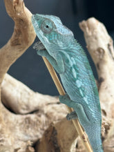 Load image into Gallery viewer, AMBILOBE Panther Chameleon: Frank x Sandy (Q8)