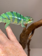 Load image into Gallery viewer, AMBILOBE Male Panther Chameleon: (E18)