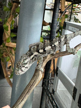 Load image into Gallery viewer, SAMBAVA Panther Chameleon: (E5)
