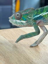 Load image into Gallery viewer, AMBILOBE Panther Chameleon: Frank x Sandy (C5)