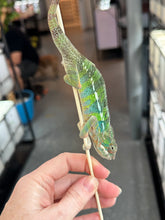 Load image into Gallery viewer, AMBILOBE Panther Chameleon: Frank x Sandy (J6)