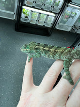 Load image into Gallery viewer, AMBANJA/NOSY FALY male (E12)