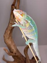 Load image into Gallery viewer, AMBILOBE Panther Chameleon male:(E23)