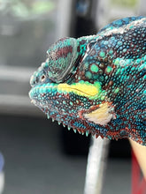 Load image into Gallery viewer, Ambanja male: GOODWIN
