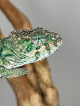 Load image into Gallery viewer, AMBILOBE Panther Chameleon: (E29)