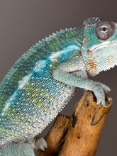 Load image into Gallery viewer, AMBILOBE Male Panther Chameleon: (E36)
