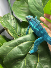 Load image into Gallery viewer, Ambanja male: GOODWIN