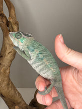 Load image into Gallery viewer, AMBILOBE Male Panther Chameleon: (E24)