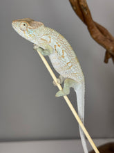 Load image into Gallery viewer, AMBANJA FEMALE Panther Chameleon: đș (R5)