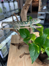 Load image into Gallery viewer, Ambilobe male: Flash x Rocky (R7)