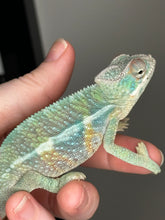 Load image into Gallery viewer, AMBILOBE Male Panther Chameleon: (E32)