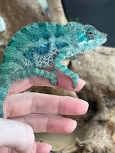 Load image into Gallery viewer, AMBANJA/NOSY FALY male (E15)