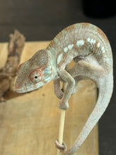 Load image into Gallery viewer, AMBANJA FEMALE Panther Chameleon x WC (S12)