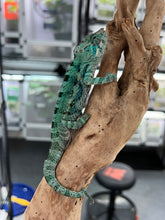 Load image into Gallery viewer, AMBANJA/NOSY FALY male (E15)