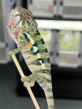 Load image into Gallery viewer, AMBILOBE male: Sam x Amie (Q5)