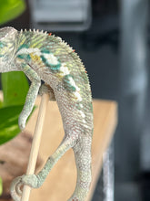 Load image into Gallery viewer, Ambilobe male: Flash x Rocky (R7)