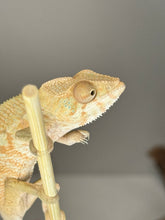 Load image into Gallery viewer, AMBILOBE FEMALE - Flash x Phoenix female 🚺 (R15)
