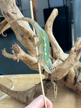 Load image into Gallery viewer, AMBILOBE male: Sam x Amie (R19)