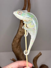 Load image into Gallery viewer, Sambava Male: Marley x Mabel (E3)