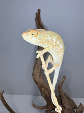 Load image into Gallery viewer, NOSY BE FEMALE Panther Chameleon: šŗ (S12)