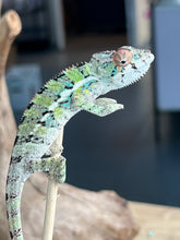 Load image into Gallery viewer, Ambilobe male: Sam x Georgia (R3)