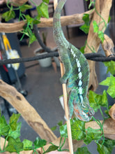 Load image into Gallery viewer, AMBILOBE Panther Chameleon: Frank x Sandy (J9)