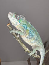 Load image into Gallery viewer, AMBILOBE Male Panther Chameleon: (E2)