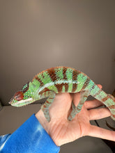 Load image into Gallery viewer, AMBANJA Panther Chameleon: (J8)