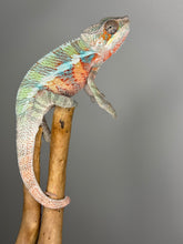 Load image into Gallery viewer, AMBILOBE Panther Chameleon male: (E7)