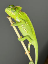 Load image into Gallery viewer, MALE Veiled Chameleons