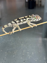 Load image into Gallery viewer, SAMBAVA Panther Chameleon: Marley x Mabel (Q14)