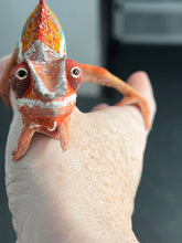 Load image into Gallery viewer, AMBILOBE male: Dax x “Whiskey Girl” (J9)