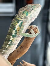 Load image into Gallery viewer, Ambilobe male: Flash x Rocky (R7)