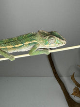 Load image into Gallery viewer, Ambilobe male panther chameleon: Flash x Opal (E24)