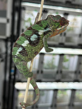 Load image into Gallery viewer, SAMBAVA Panther Chameleon: Marley x Mabel (J1)