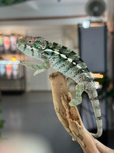 Load image into Gallery viewer, AMBILOBE Panther Chameleon: Frank x Sandy (R20)