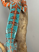Load image into Gallery viewer, AMBILOBE Panther Chameleon: (K1)
