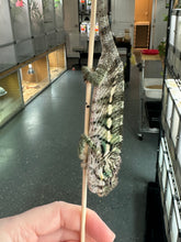 Load image into Gallery viewer, AMBILOBE Panther Chameleon: Magnus x Emma (R5)