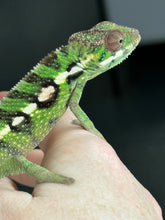 Load image into Gallery viewer, Sambava Male: Marley x Mabel (E1)