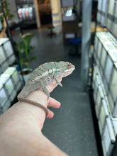 Load image into Gallery viewer, Ambilobe male: Rogue x Phoenix (J7)
