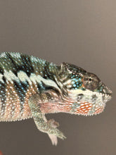 Load image into Gallery viewer, AMBILOBE Panther Chameleon: (E8)