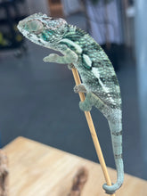 Load image into Gallery viewer, AMBILOBE Panther Chameleon: Frank x Sandy (Q6)