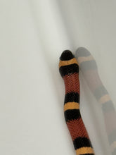 Load image into Gallery viewer, Apricot Pueblan Milk Snake- (MS3)
