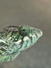 Load image into Gallery viewer, AMBILOBE Panther Chameleon: Jimmy Walker x Dianne (R14)
