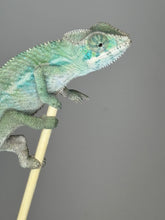 Load image into Gallery viewer, Ambilobe Male Panther Chameleon: Flash x Opal (E19)
